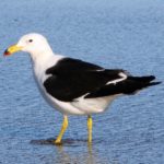 Imagem quadriculada de uma gaivota de cor branca e penas pretas andando sob um lago.